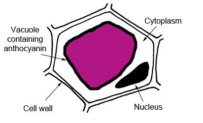 beetroot cell membrane permeability experiment