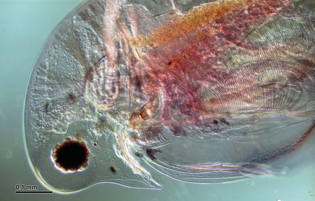 Effect Of Caffeine On Daphnia Heart Rate Snab Biology