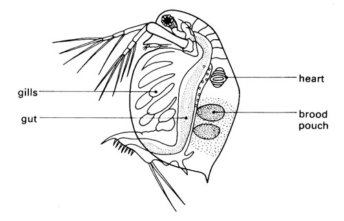 Effect of Caffeine on Daphnia Heart Rate - Snab Biology