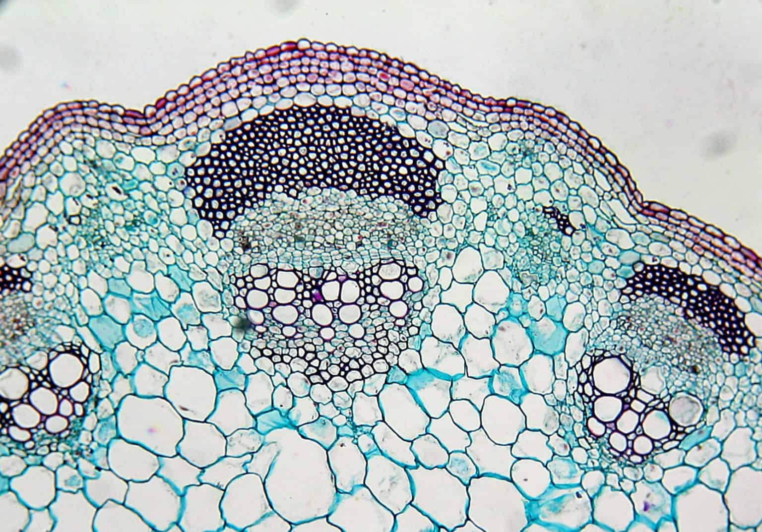 looking-at-plant-stems-snab-biology