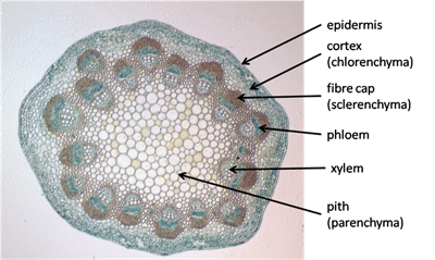 Looking At Plant Stems - Snab Biology